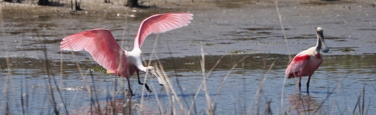 spoonbill in shallow water